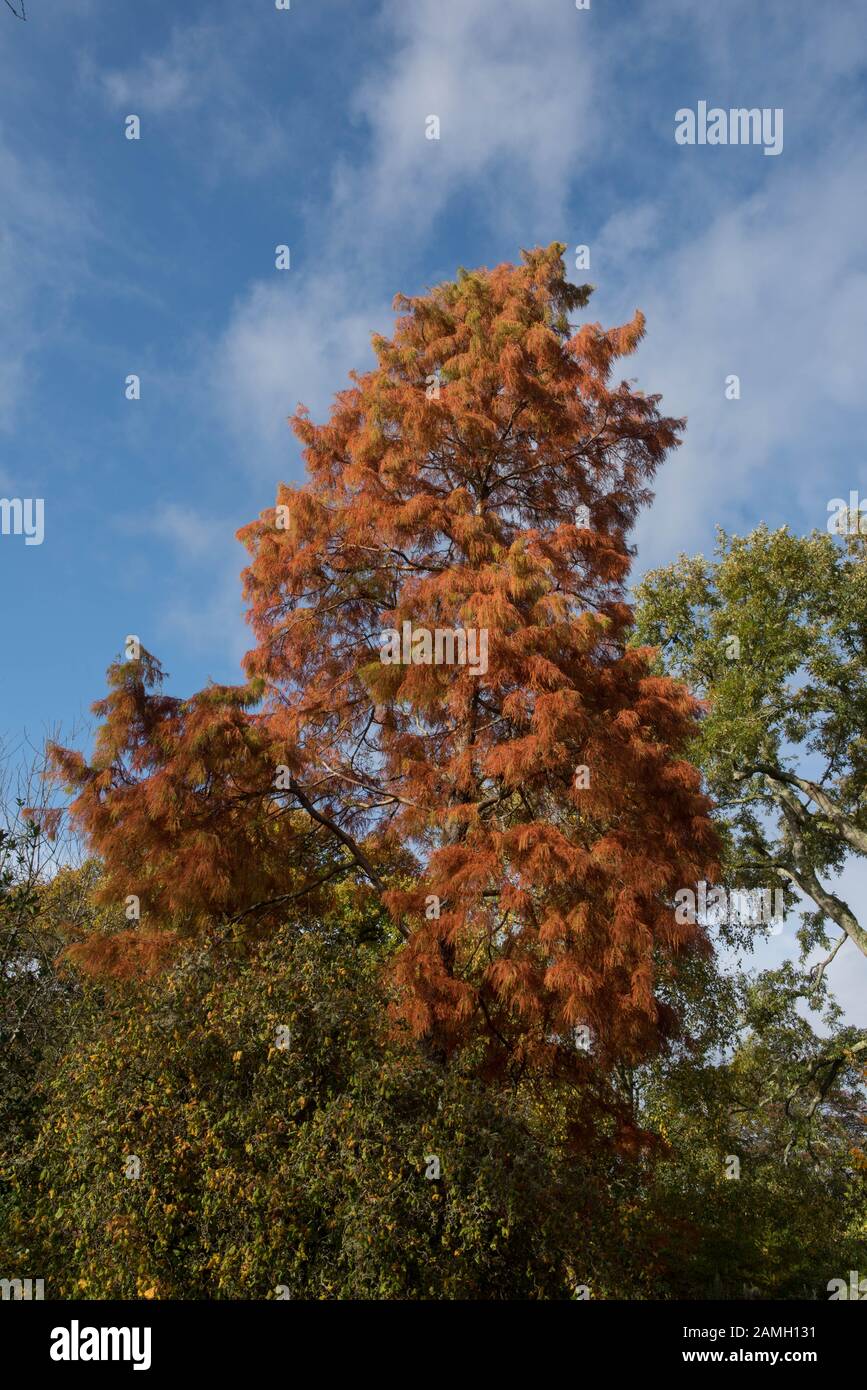 Autumn Foliage of the Decidous Conifer Bald or Swamp Cypress Tree (Taxodium distichum) in a Park Stock Photo