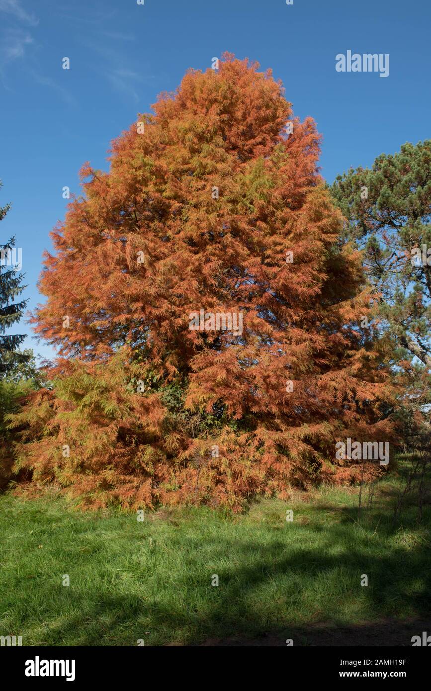 Autumn Foliage of the Decidous Conifer Bald or Swamp Cypress Tree (Taxodium distichum) in a Park Stock Photo