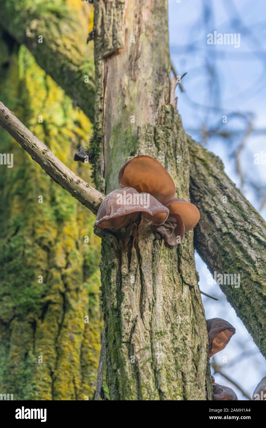 Wood Ears / Jew's Ear fungus Auricularia auriculajudae on Common