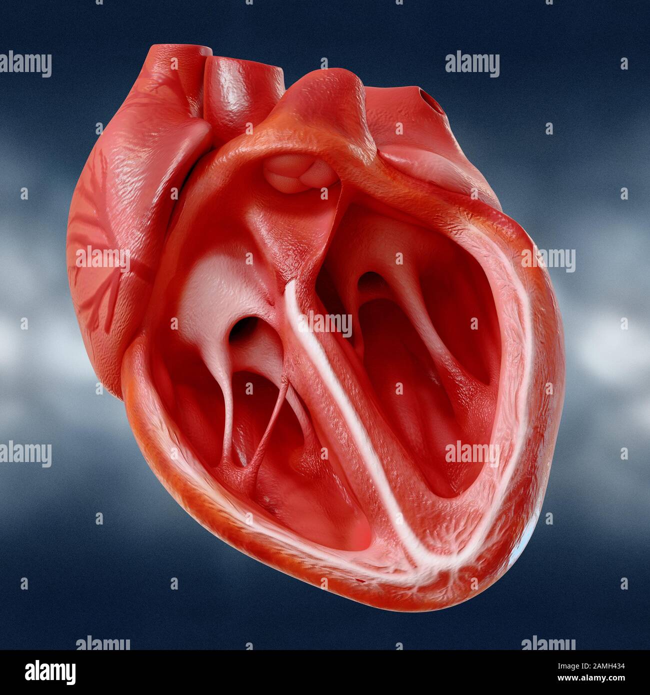 Anatomically correct model of the human heart with ventricles and major