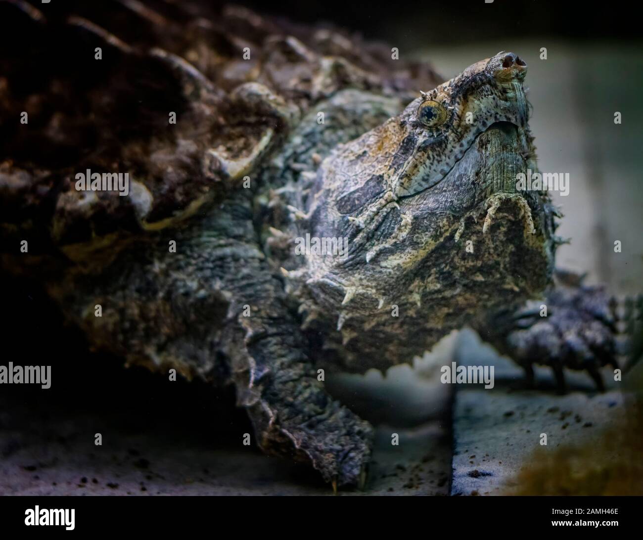 The alligator snapping turtle Macrochelys temminckii is a species of turtle in the family Chelydridae. Stock Photo