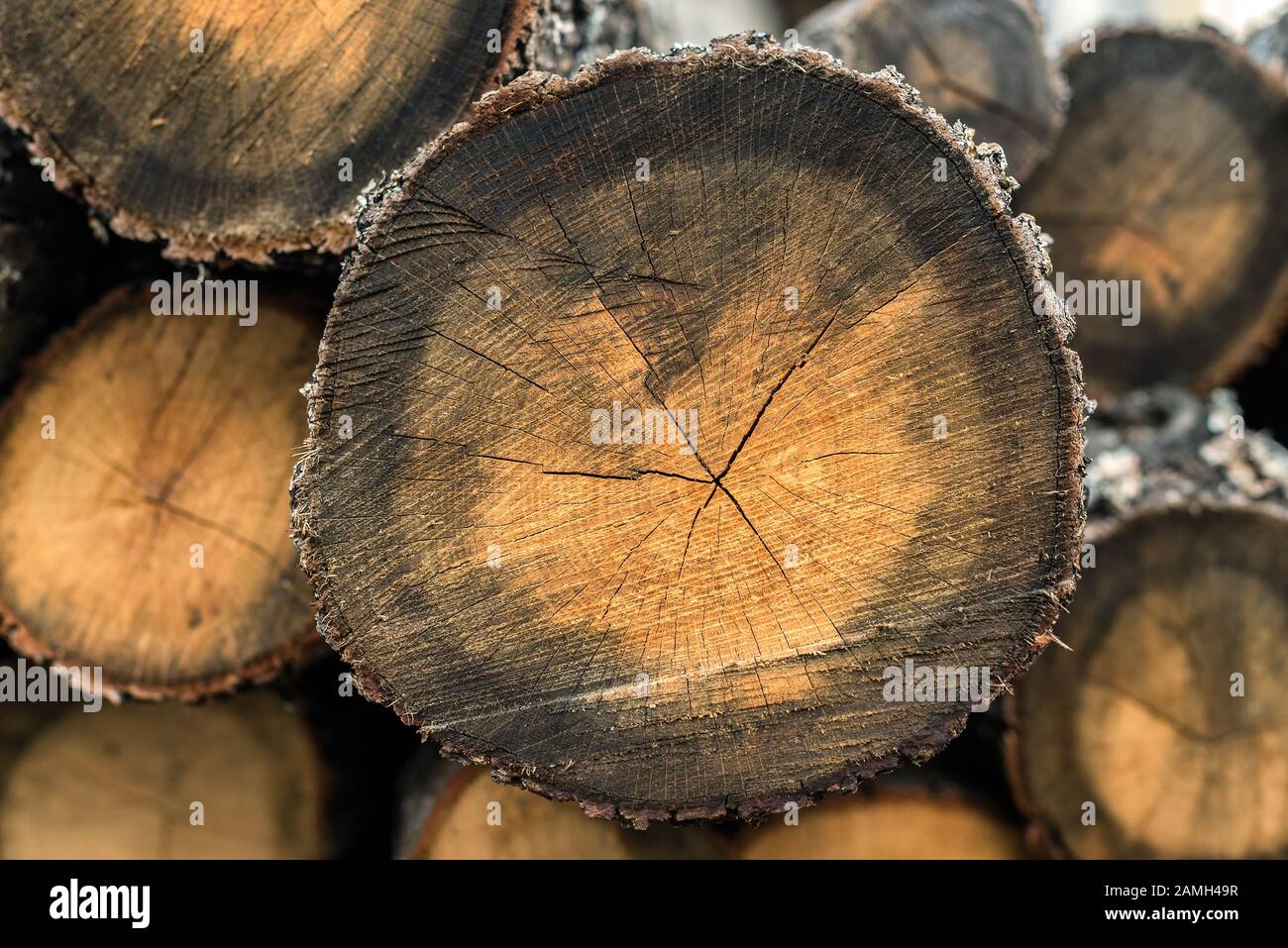 Wood logs for sale use in fire place at home stored on forest woods green biomass energy Stock Photo