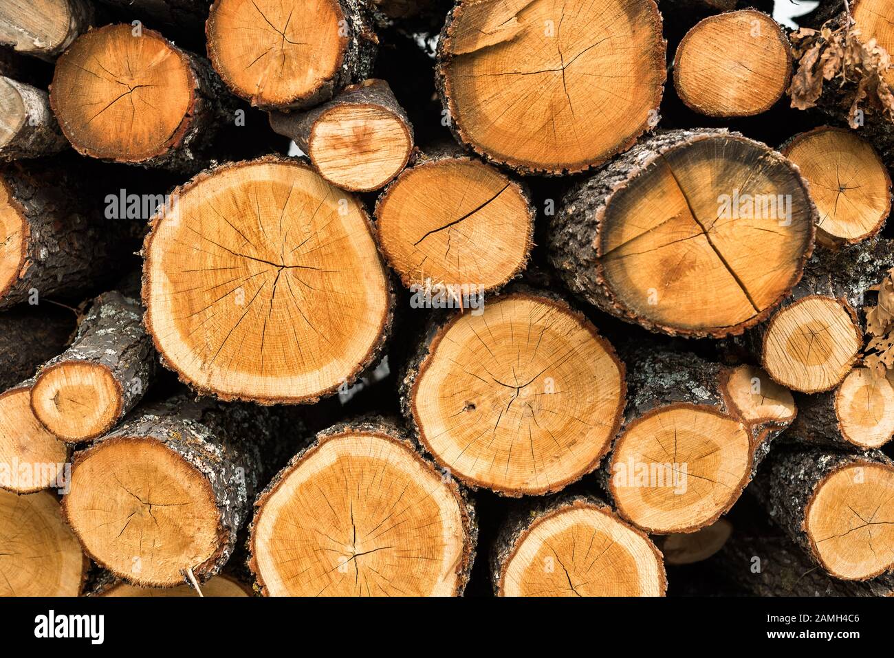 Wood logs for sale use in fire place at home stored on forest woods green biomass energy Stock Photo