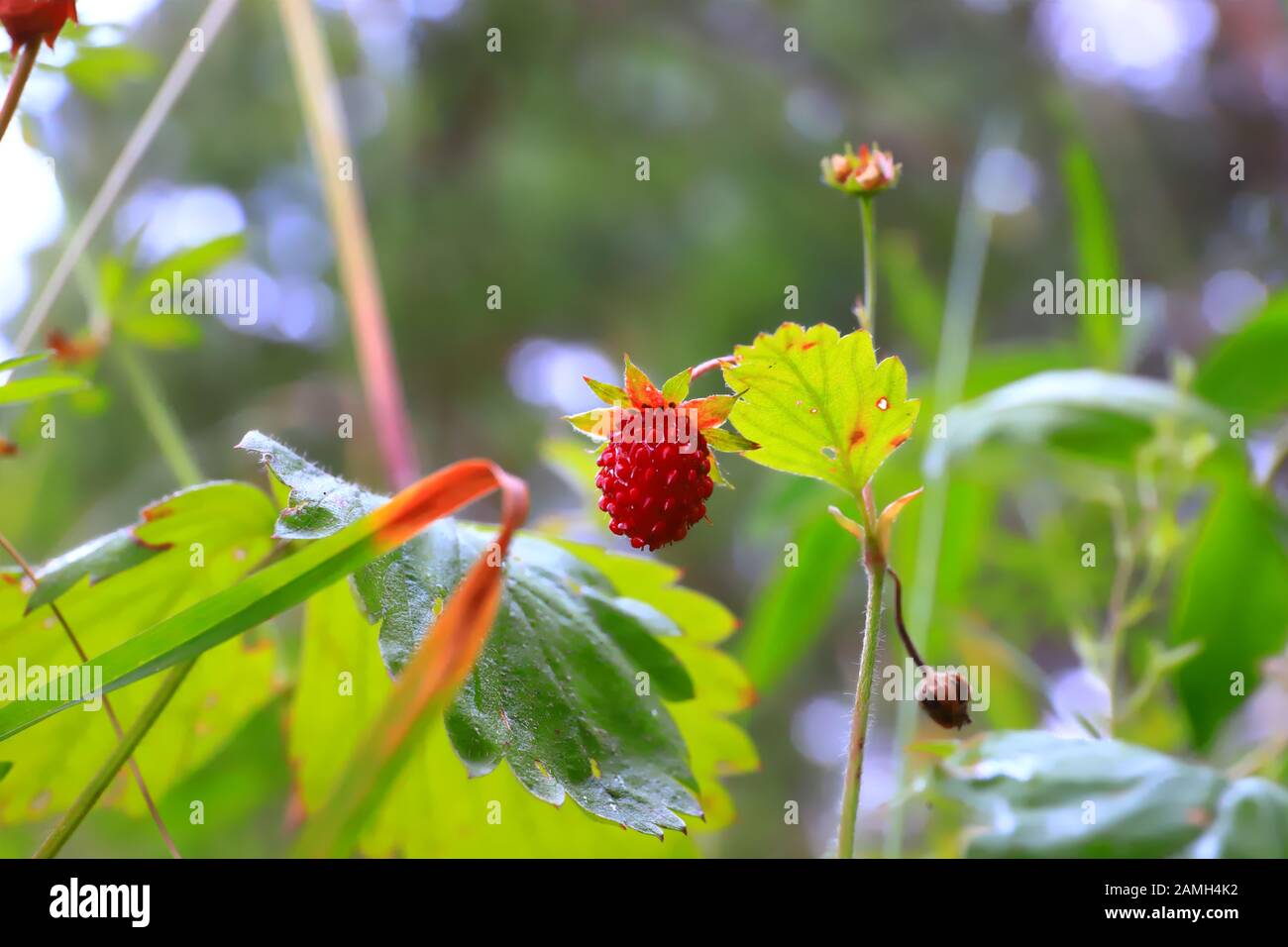 Wild strawberries in the forest Stock Photo - Alamy