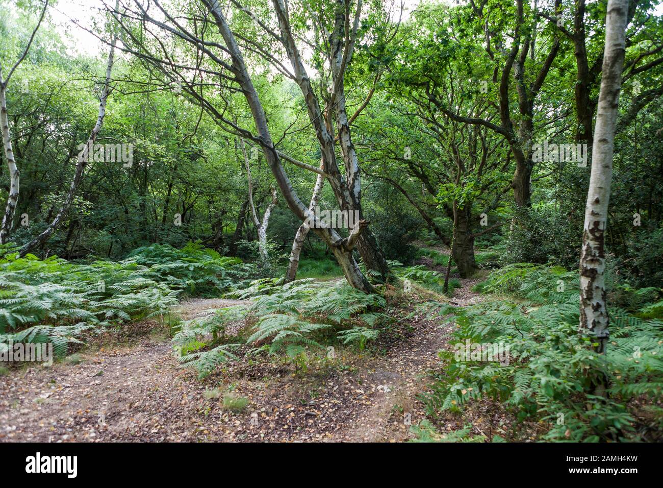Deciduous woodland in Alver Valley Country Park, Gosport, Hampshire, England, UK Stock Photo