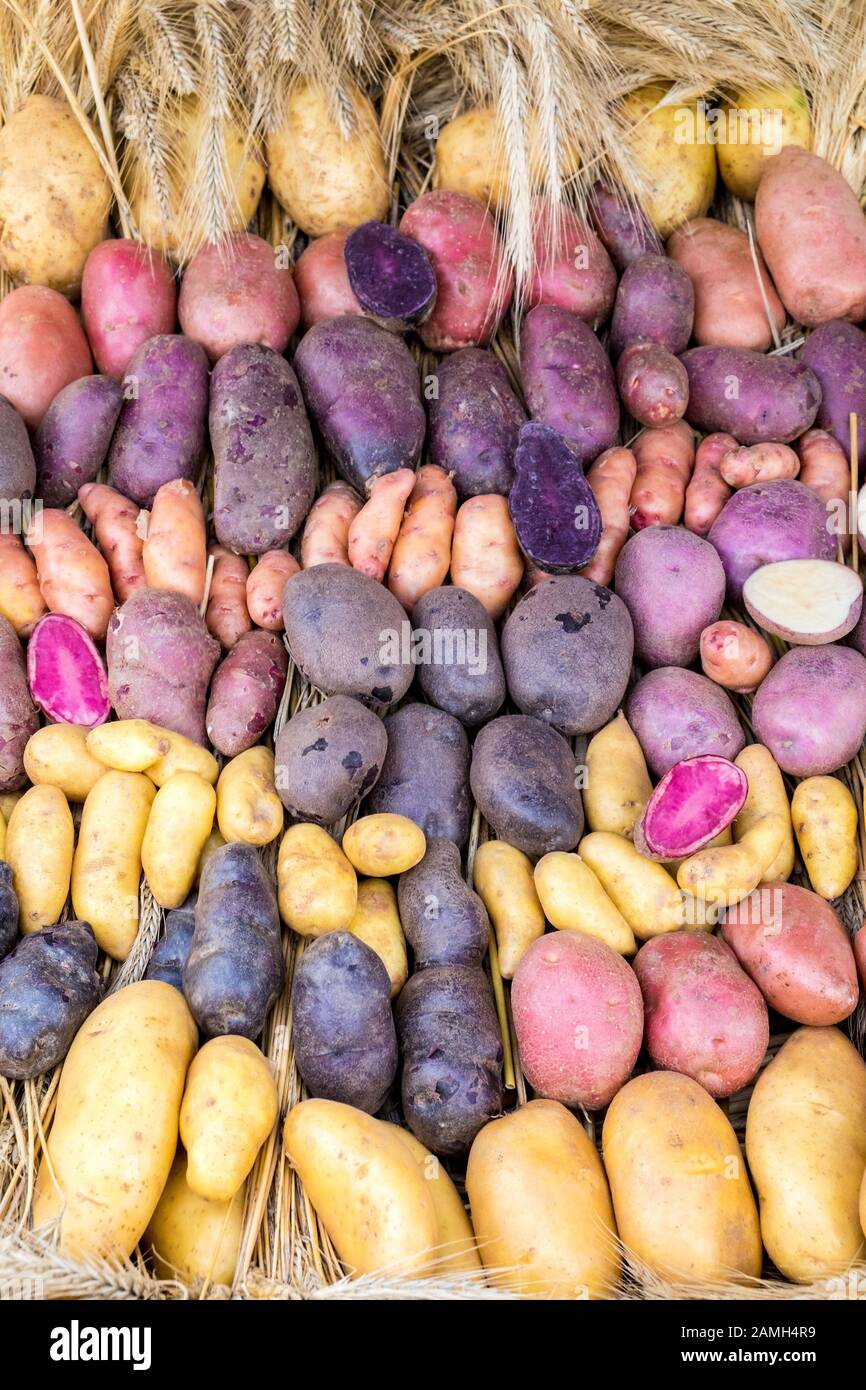 Multi coloured potato varieties display Stock Photo