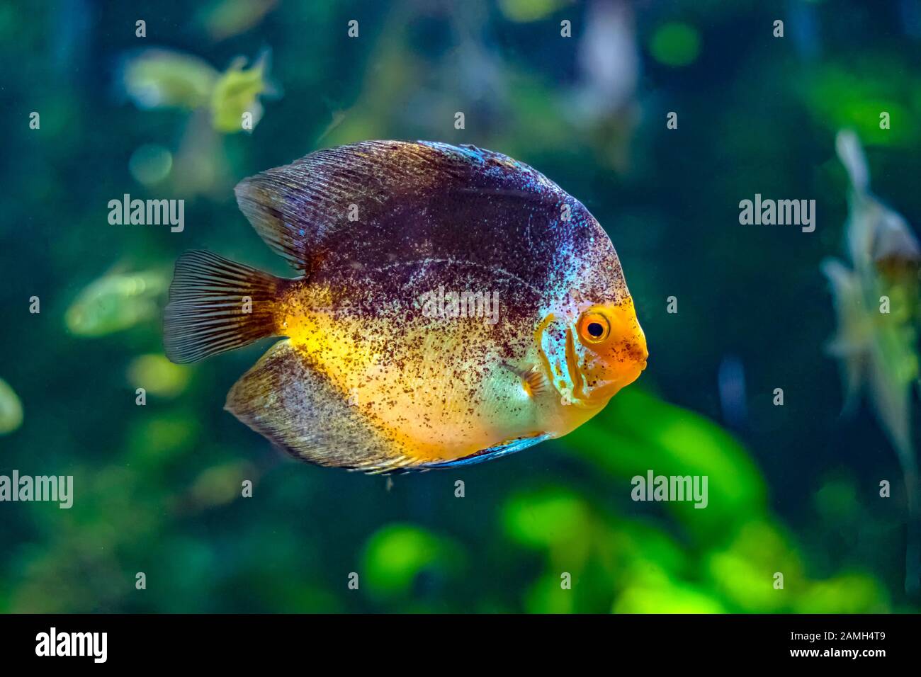 Symphysodon, known as discus, is a genus of cichlids native to the Amazon  river basin in South America Stock Photo - Alamy