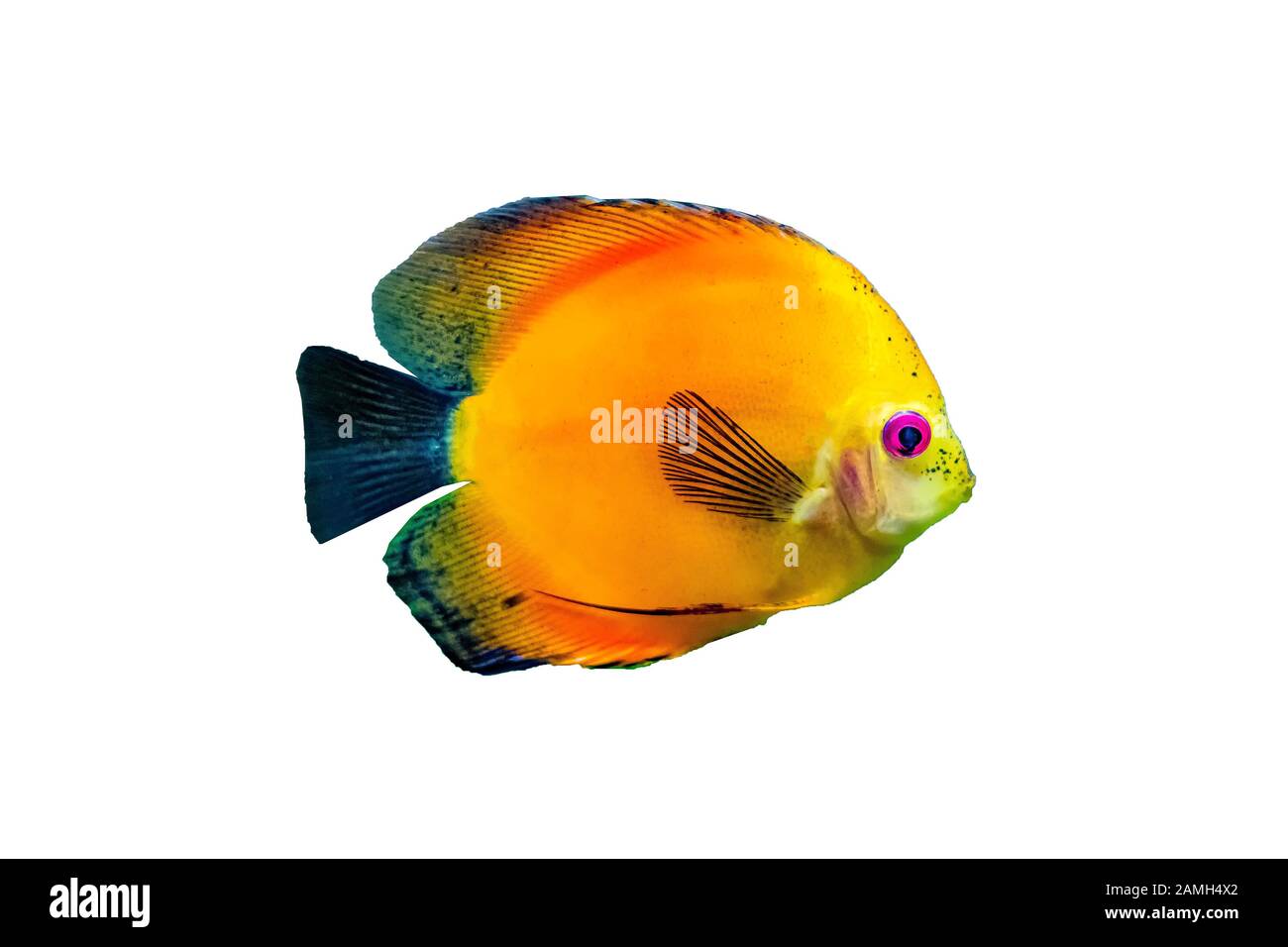 Symphysodon, known as discus, is a genus of cichlids native to the Amazon river basin in South America. Stock Photo