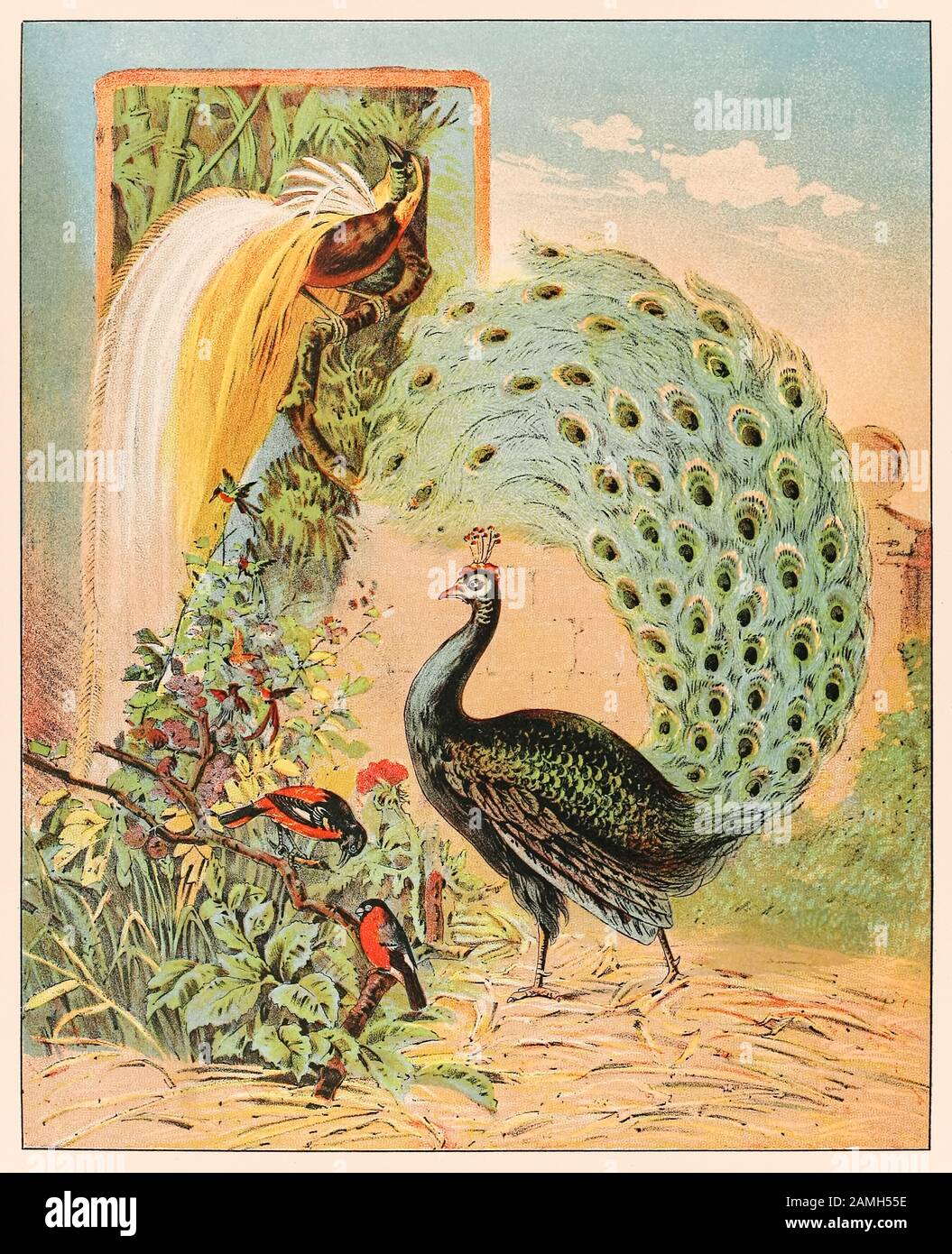 A peacock amongst other exotic birds in the aviary of the Barnum & Bailey Circus from P.T. Barnum’s Menagerie published in 1888, illustration by Sarah J. Burke. Stock Photo