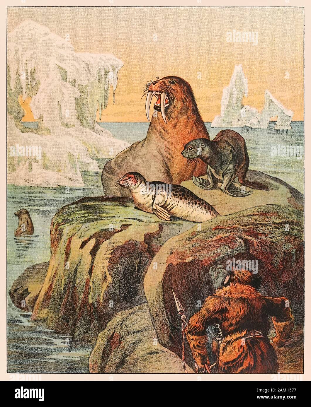 An Eskimo hunting seals and a walrus, from P.T. Barnum’s Menagerie published in 1888, illustration by Sarah J. Burke. Stock Photo