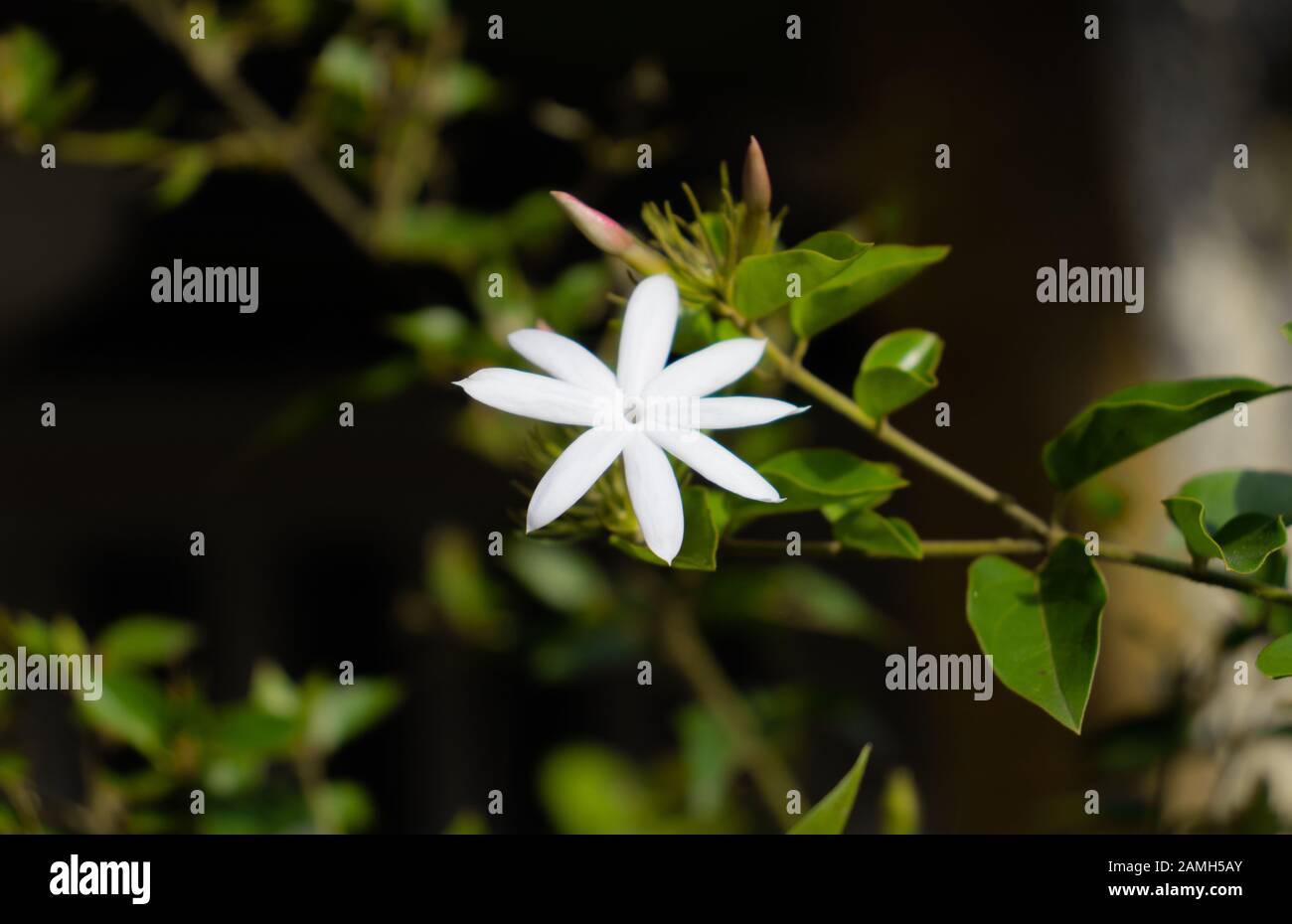 Star Jasmine flower bokeh effect Stock Photo