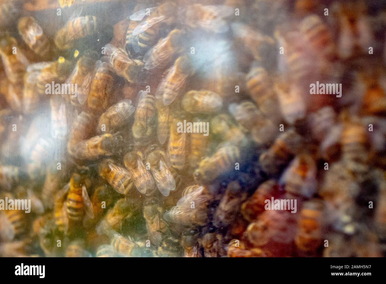 Close-up of honey bees in a hive in Walnut Creek, California, December, 2019. Honey bee populations have declined in the United States, leading to concerns about ongoing pollination of many bee-dependent crops. () Stock Photo