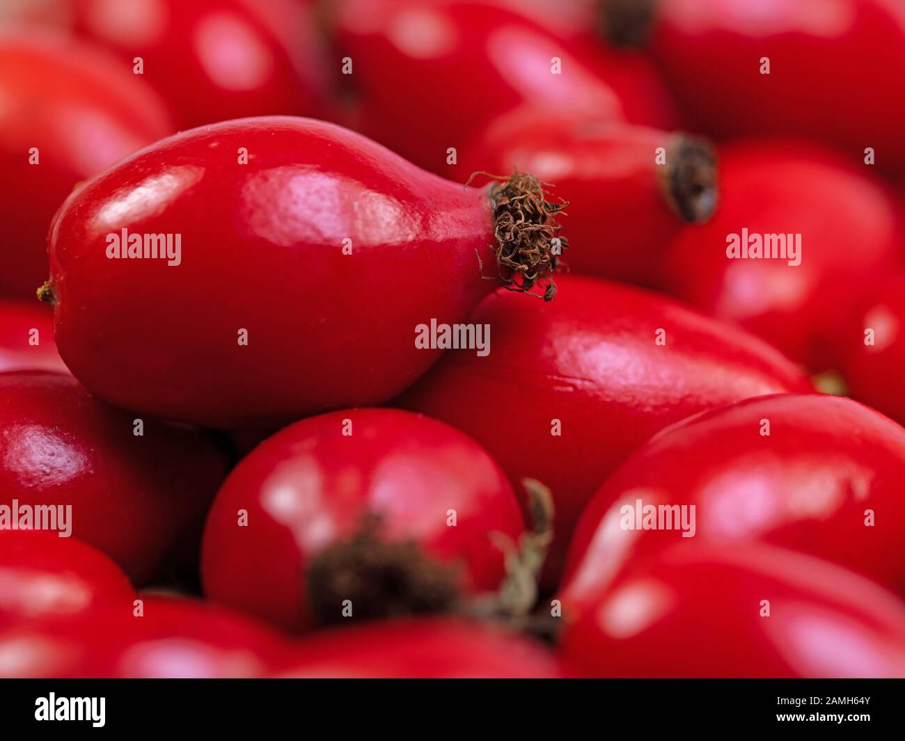 Rose hips, Rosa canina, in a close-up Stock Photo