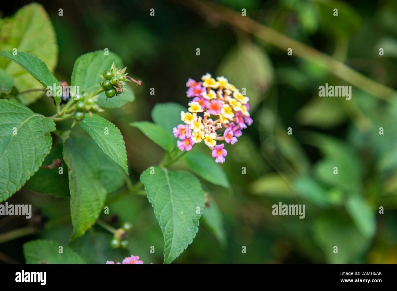 Lantana or West Indian Lantana flowers blooming in the garden Stock Photo