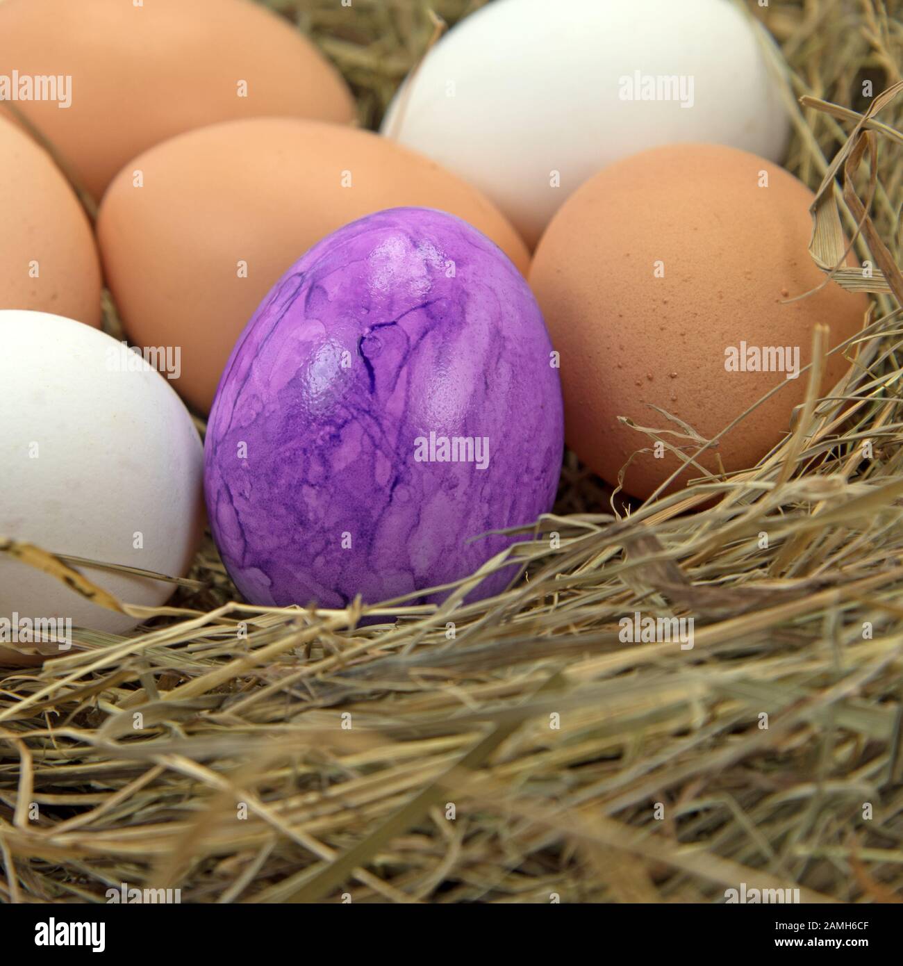 Colorful easter egg in the nest Stock Photo