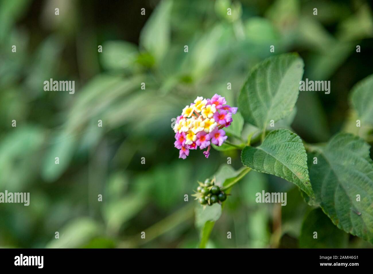 Lantana or West Indian Lantana flowers blooming in the garden Stock Photo