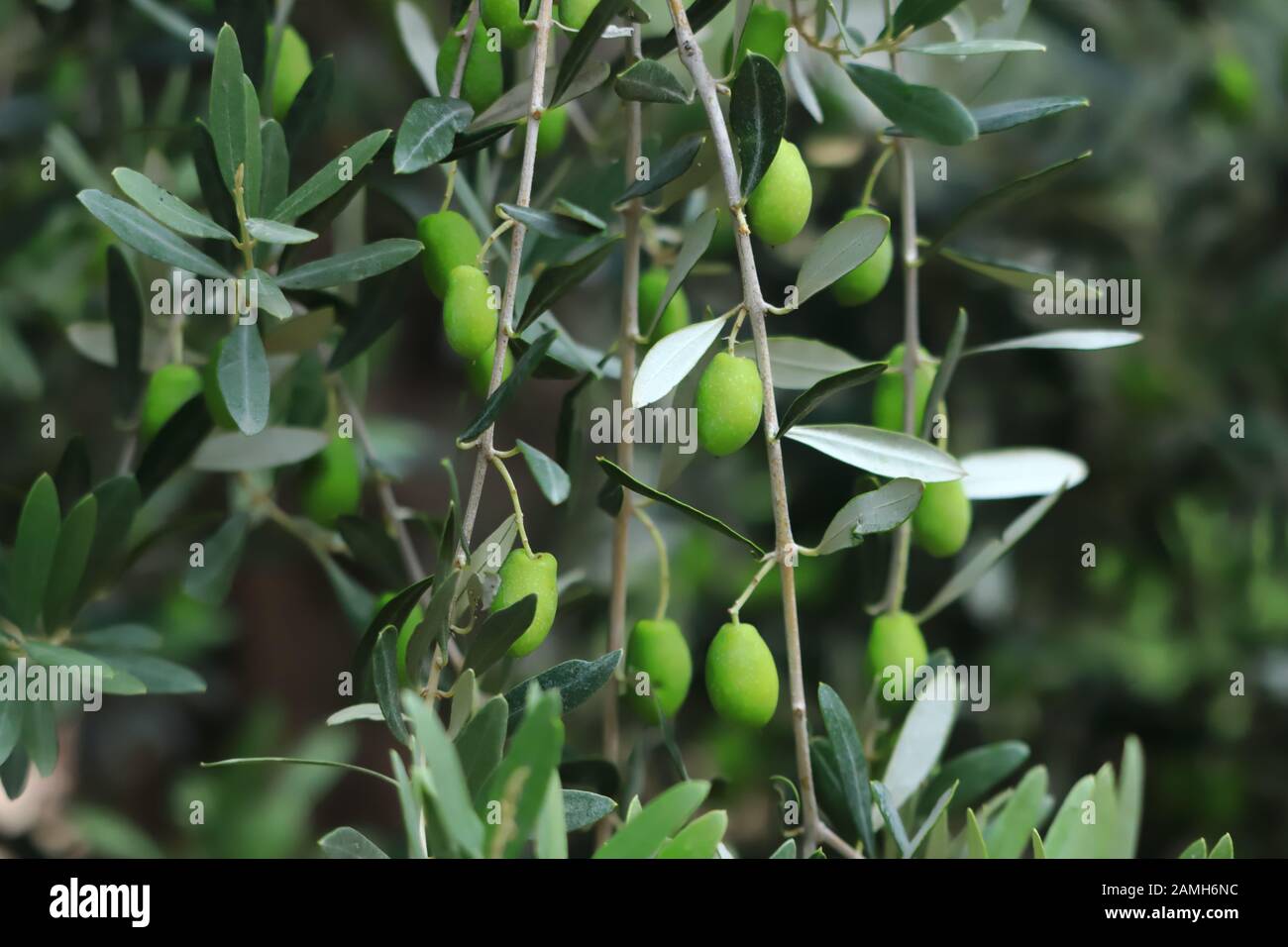 Olives on a tree, growing fruits Stock Photo Alamy