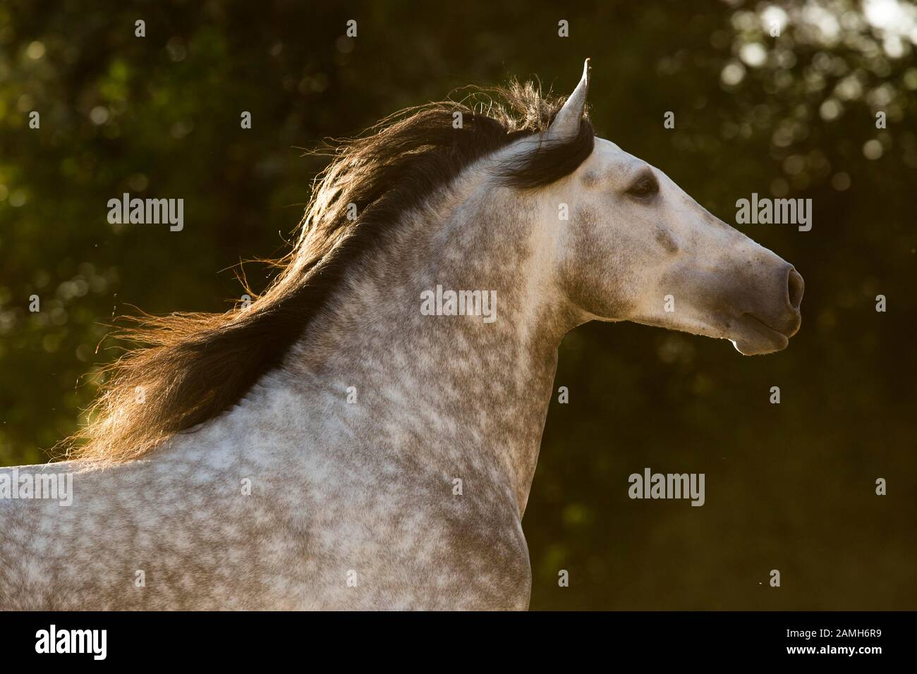 White Pura Raza Espanola Stallion, animal portrait, Andalusia, Spain Stock Photo