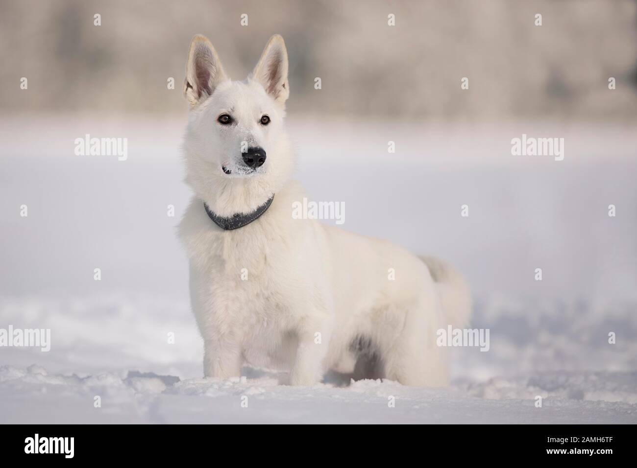 White shepherd male austria hi-res stock photography and images - Alamy