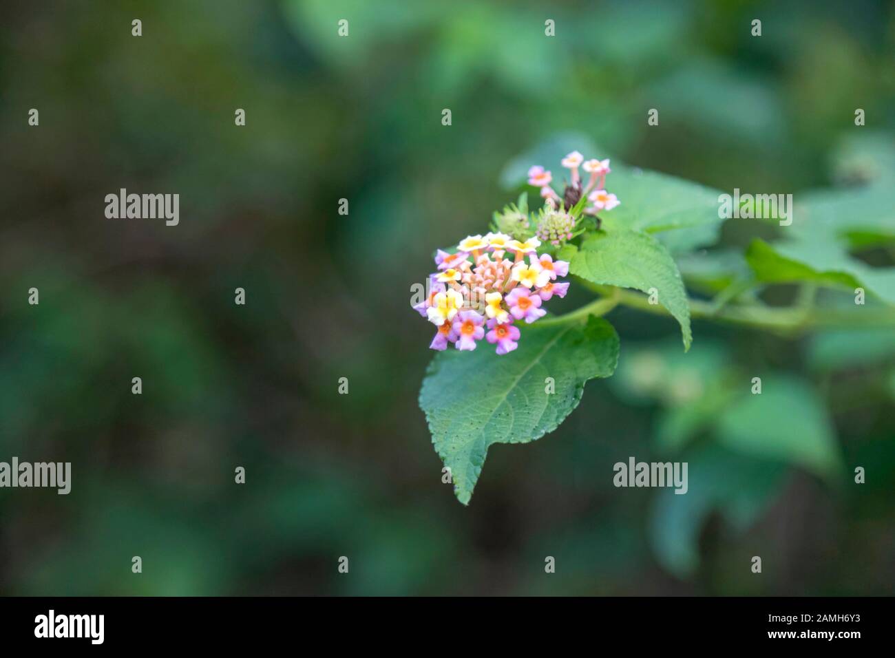 Lantana Or West Indian Lantana Flowers Blooming In The Garden Stock Photo Alamy