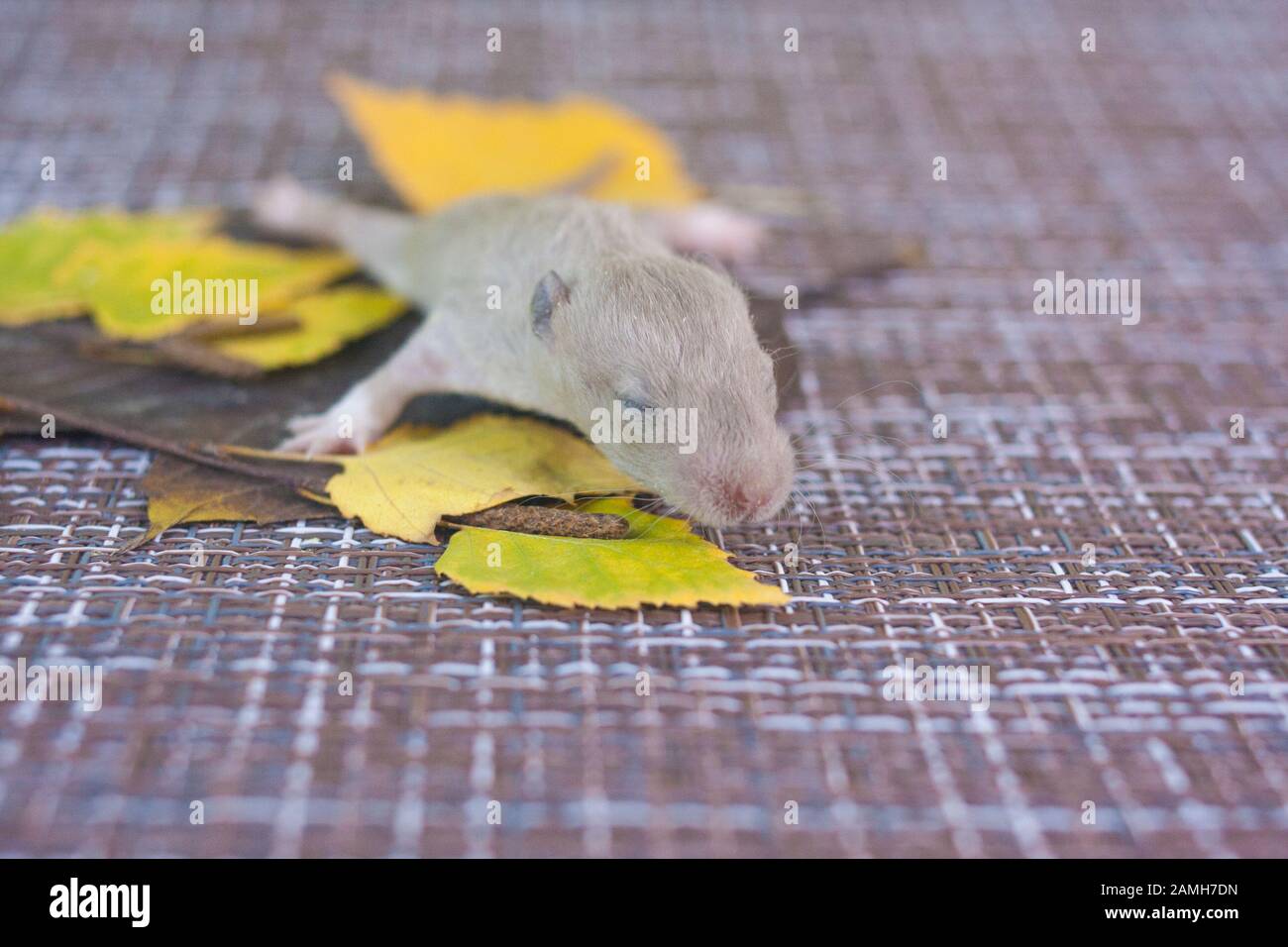 Download Baby Rats Are Small Fluffy And Cute Among The Foliage Of Trees 2020 Chinese Calendar Asian New Year Stock Photo Alamy