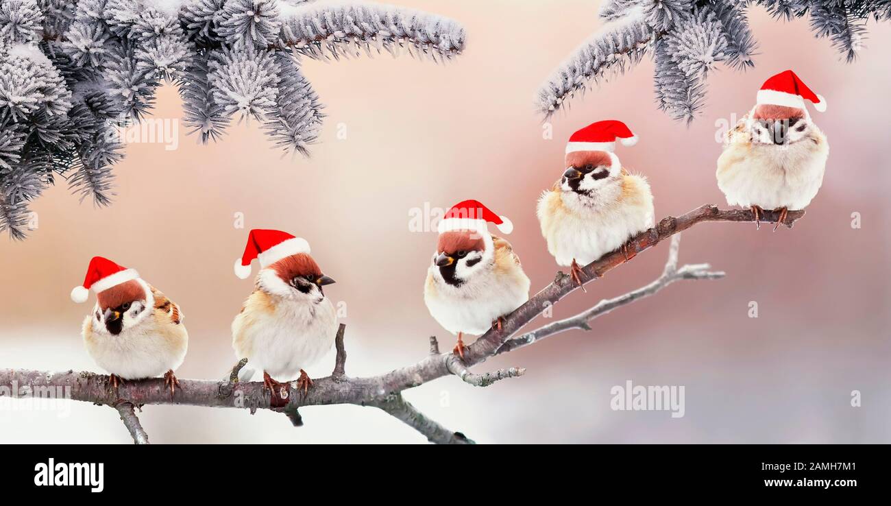 holiday card with five funny little birds sparrows in Santa's Christmas  hats sit in the winter Park under the branches of a fir tree Stock Photo -  Alamy