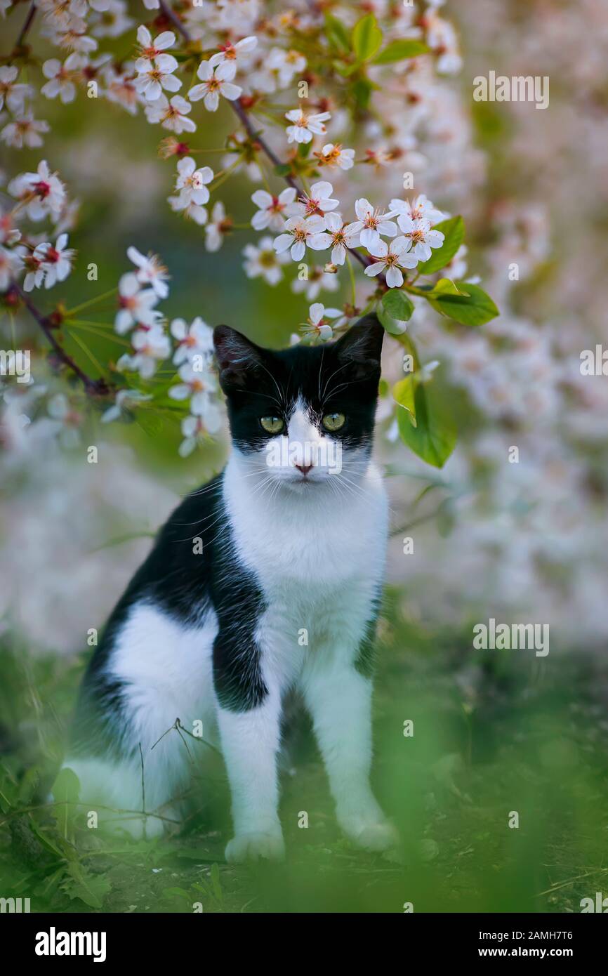 portrait of cute a kitten sits in the may garden under the blossoming ...