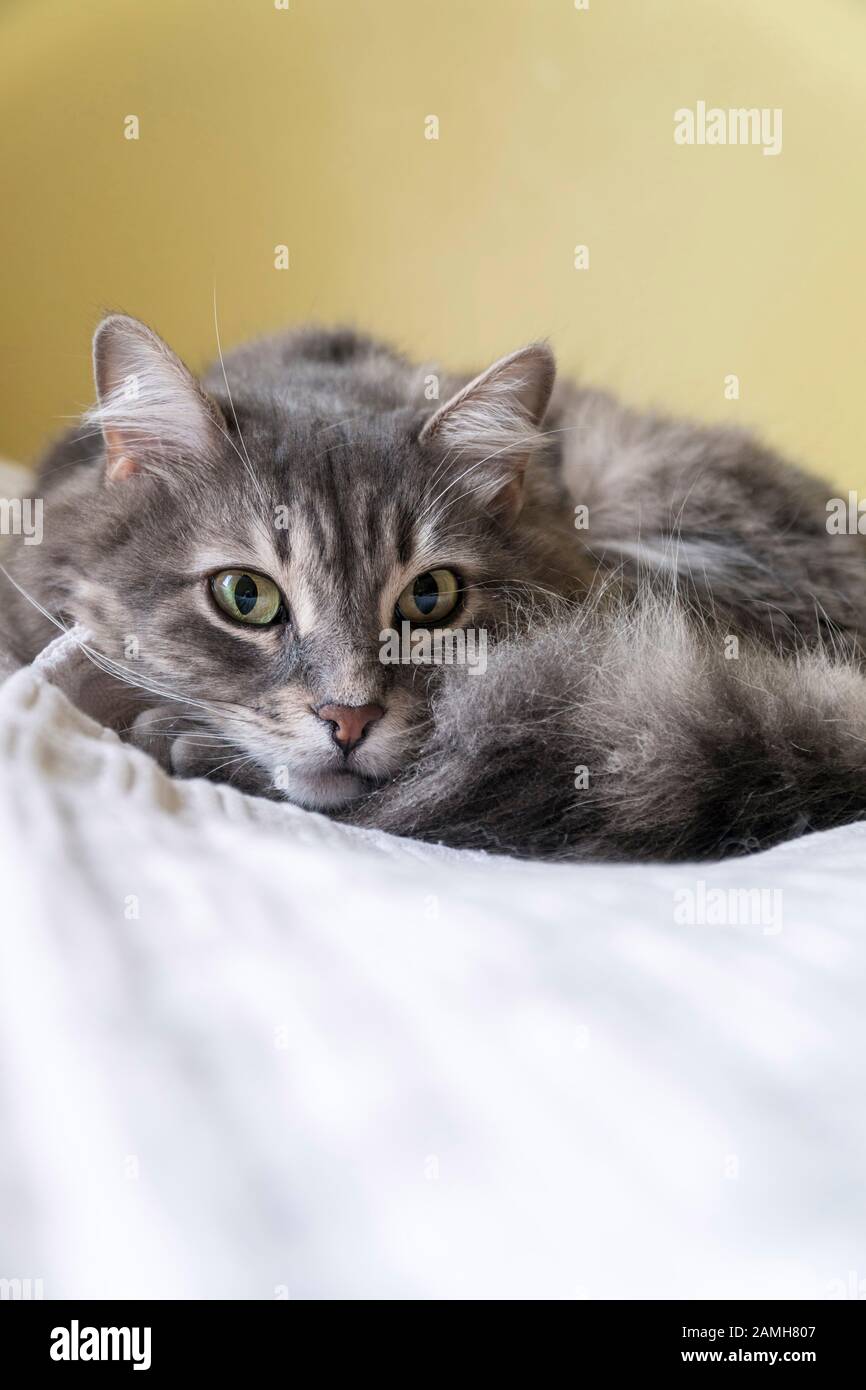 closeup of a cute tabby gray cat lying on bed Stock Photo - Alamy