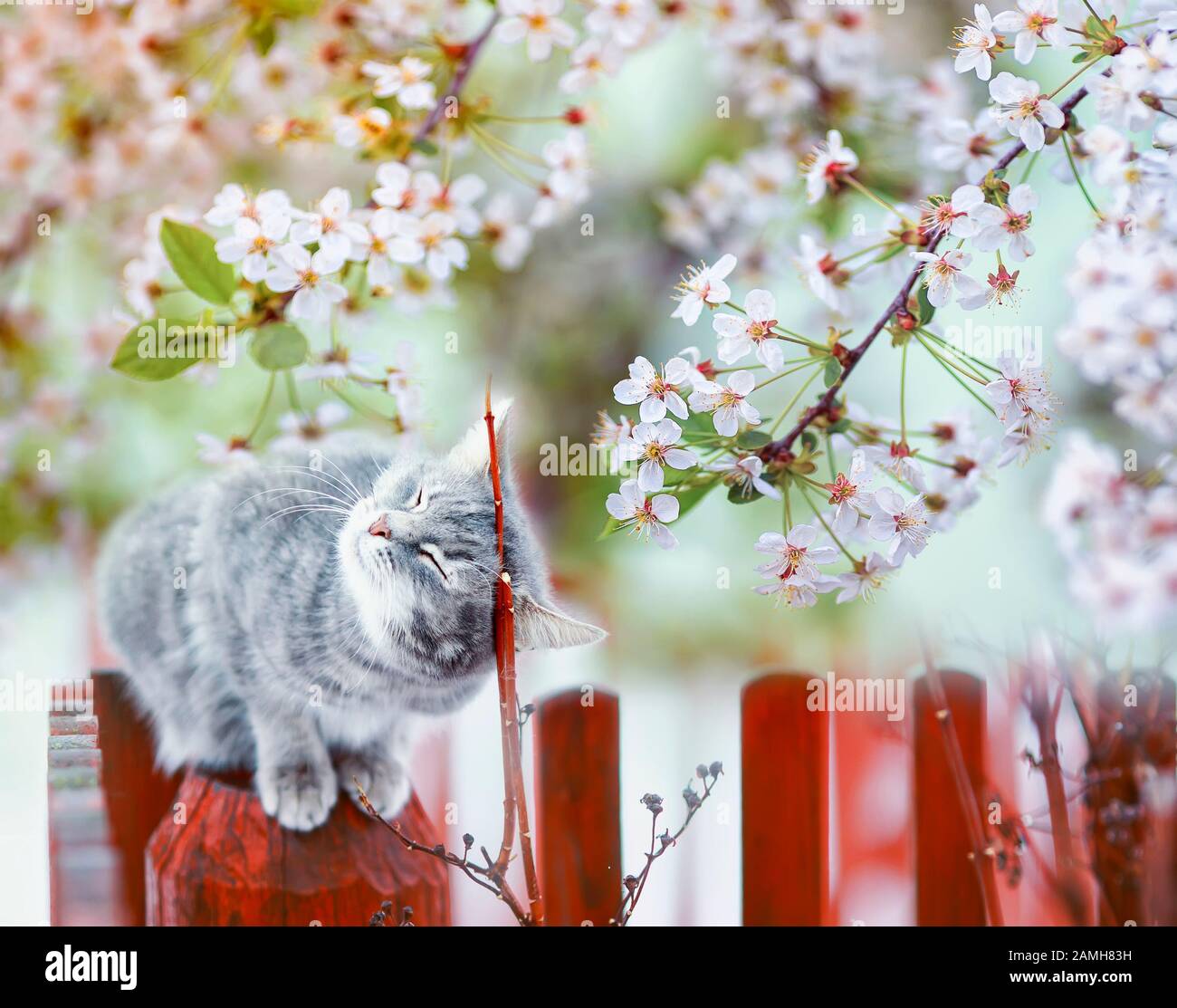 cute tabby cat sits on a fence in a flowering garden under a branch of ...