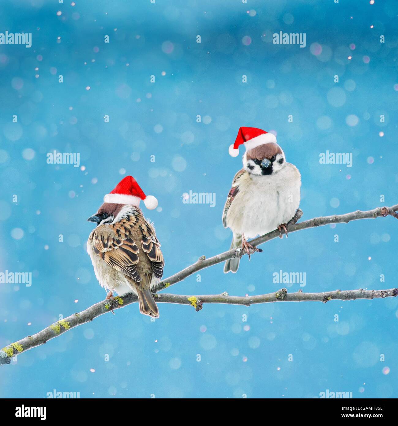 two little birds sparrows in festive red Santa hats sitting on a