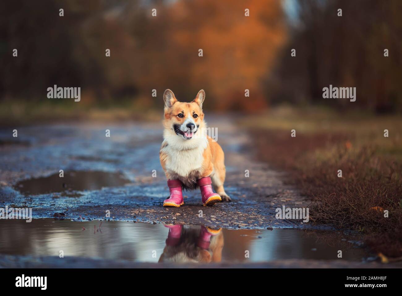 Wet rain puddles water shoes hires stock photography and images Alamy