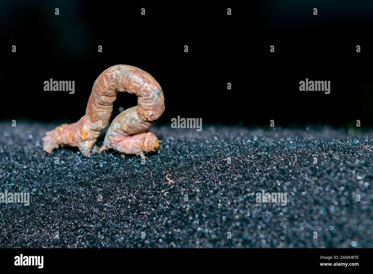 A caterpillar of the mottled umber, a moth of the family Geometridae. Stock Photo