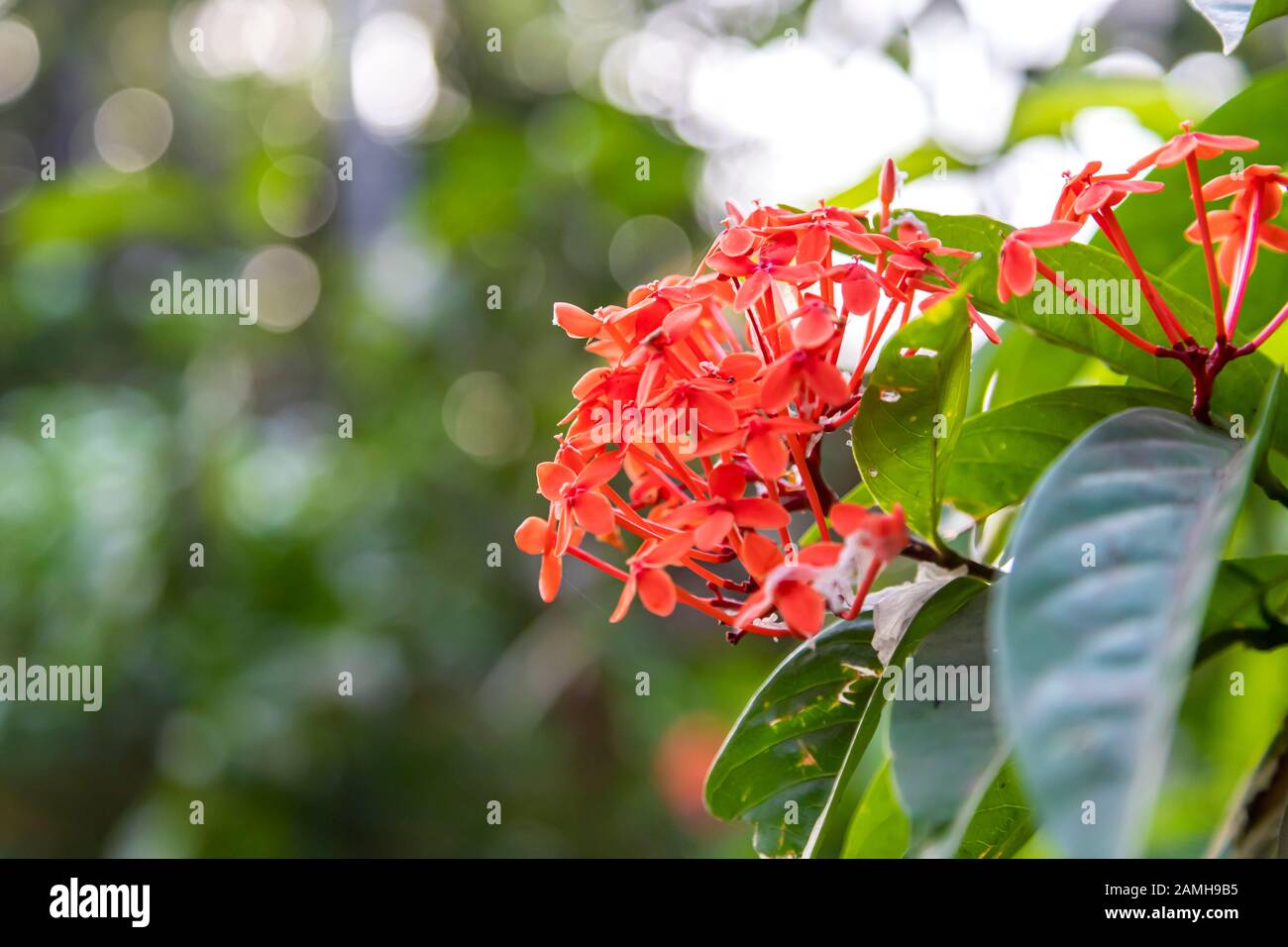 Red Flowers On Nature Background Spiky Flowers Shape Toned Process Stock Photo Alamy Red Flowers On Nature Background Spiky Flowers Shape Toned Process Stock Photo Alamy