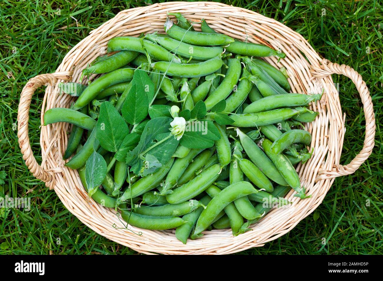 Freshly picked pods of peas in a wicker basket. Stock Photo