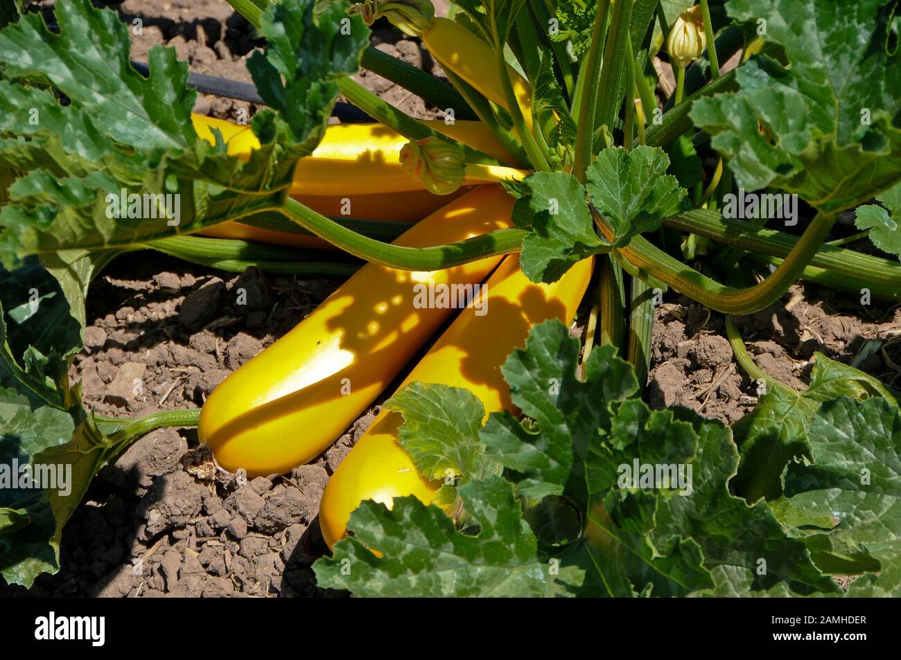 Yellow Squash Growing in Field Stock Photo Alamy