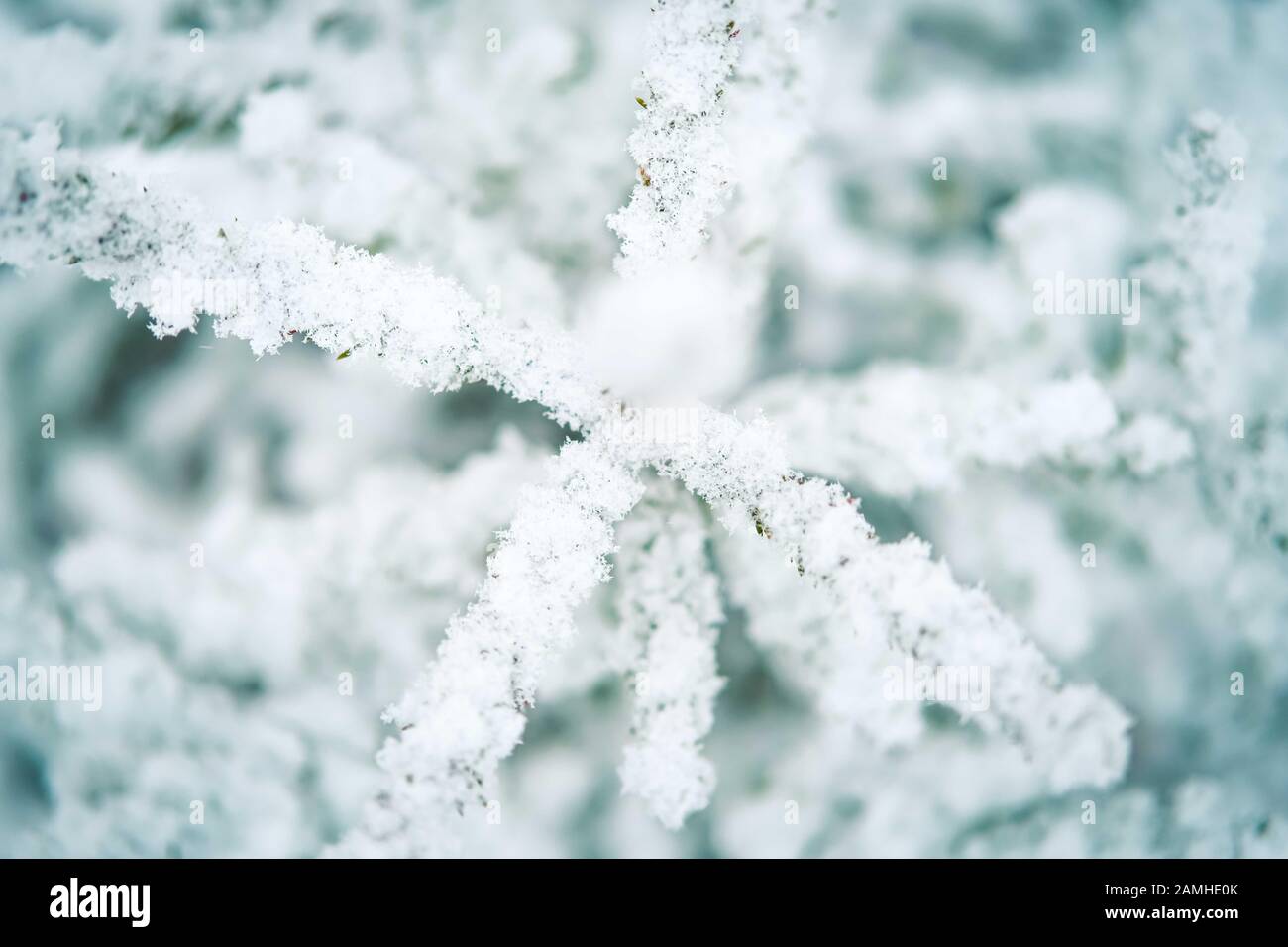 White abstract background with pine tree branch covered with snow ...