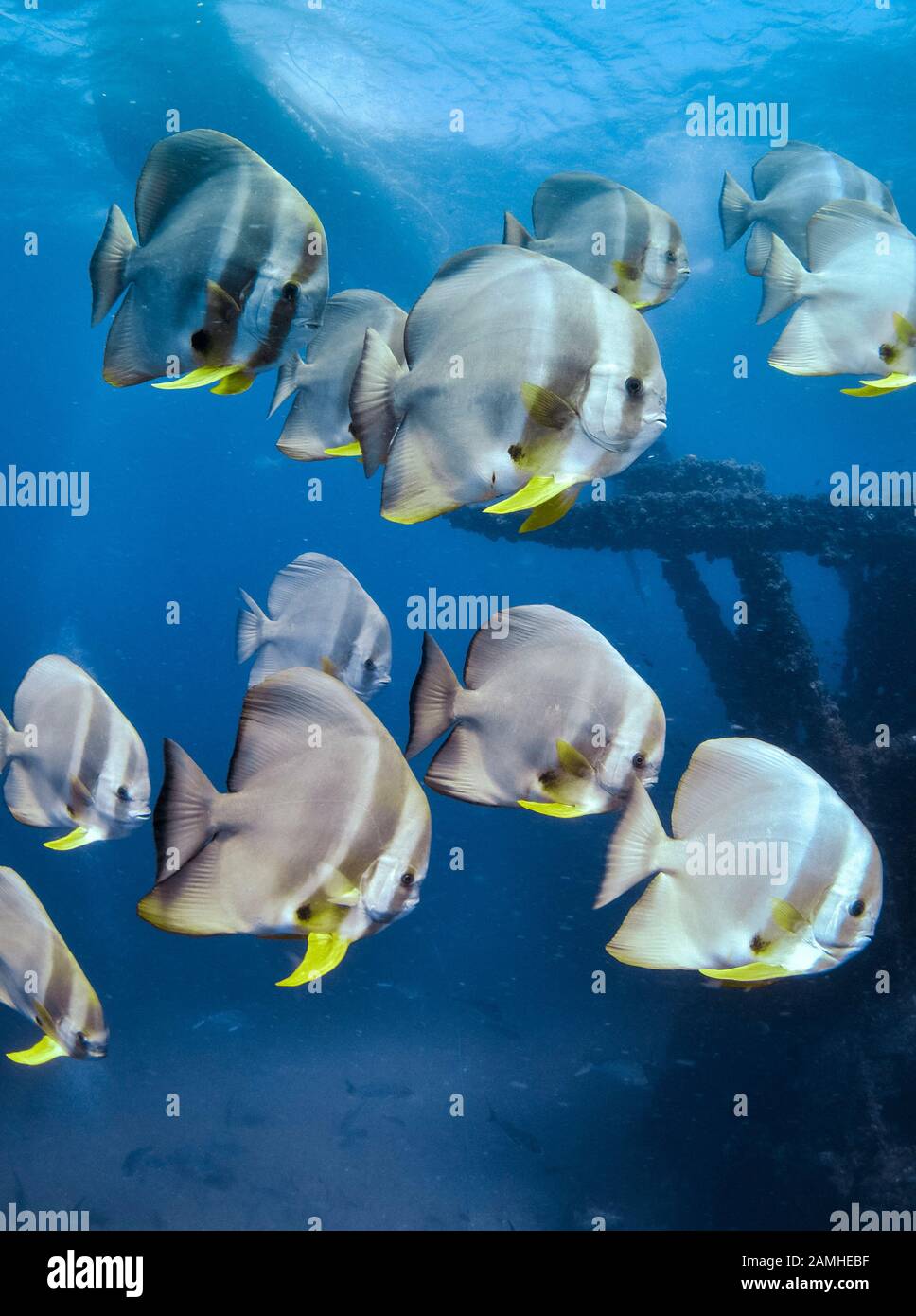 Tall-fin Batfish, Platax tiera, HMAS Brisbane Artificial Reef, Mooloolaba, Queensland, Australia, South Pacific Ocean Stock Photo