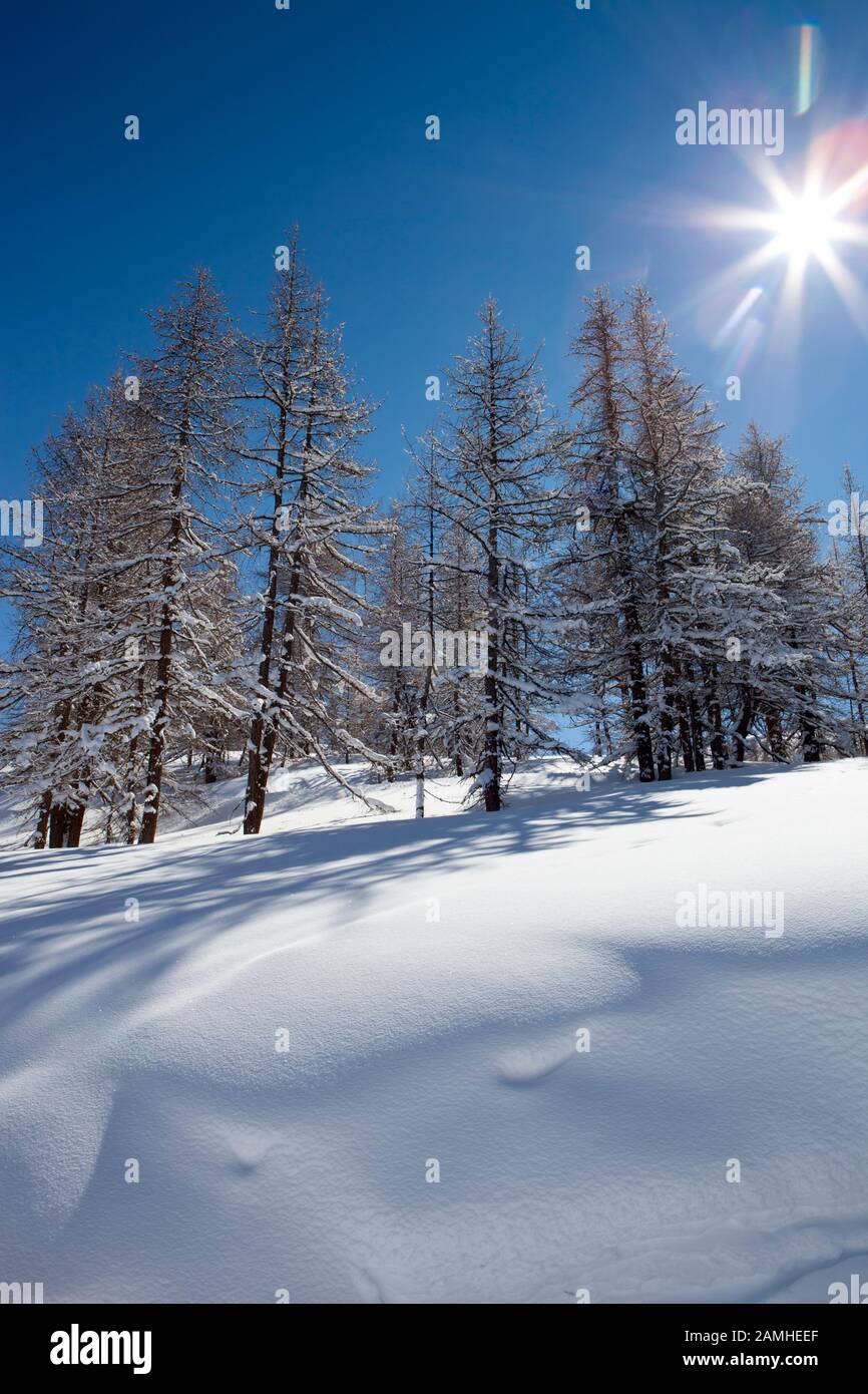 Snow and pine trees in an Alpine landscape Stock Photo - Alamy