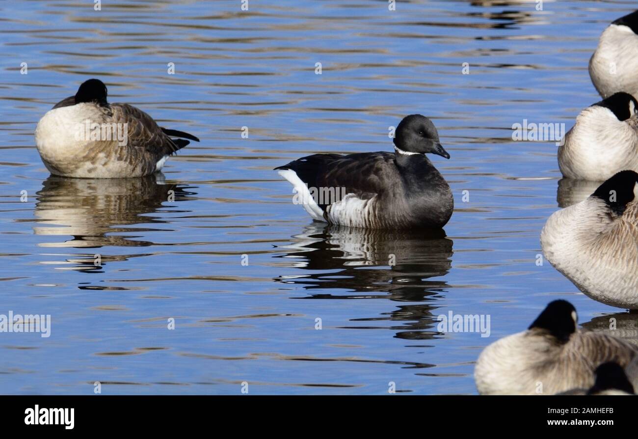 Black brant goose swimming in lake surrounded by flock of Canada Geese Stock Photo
