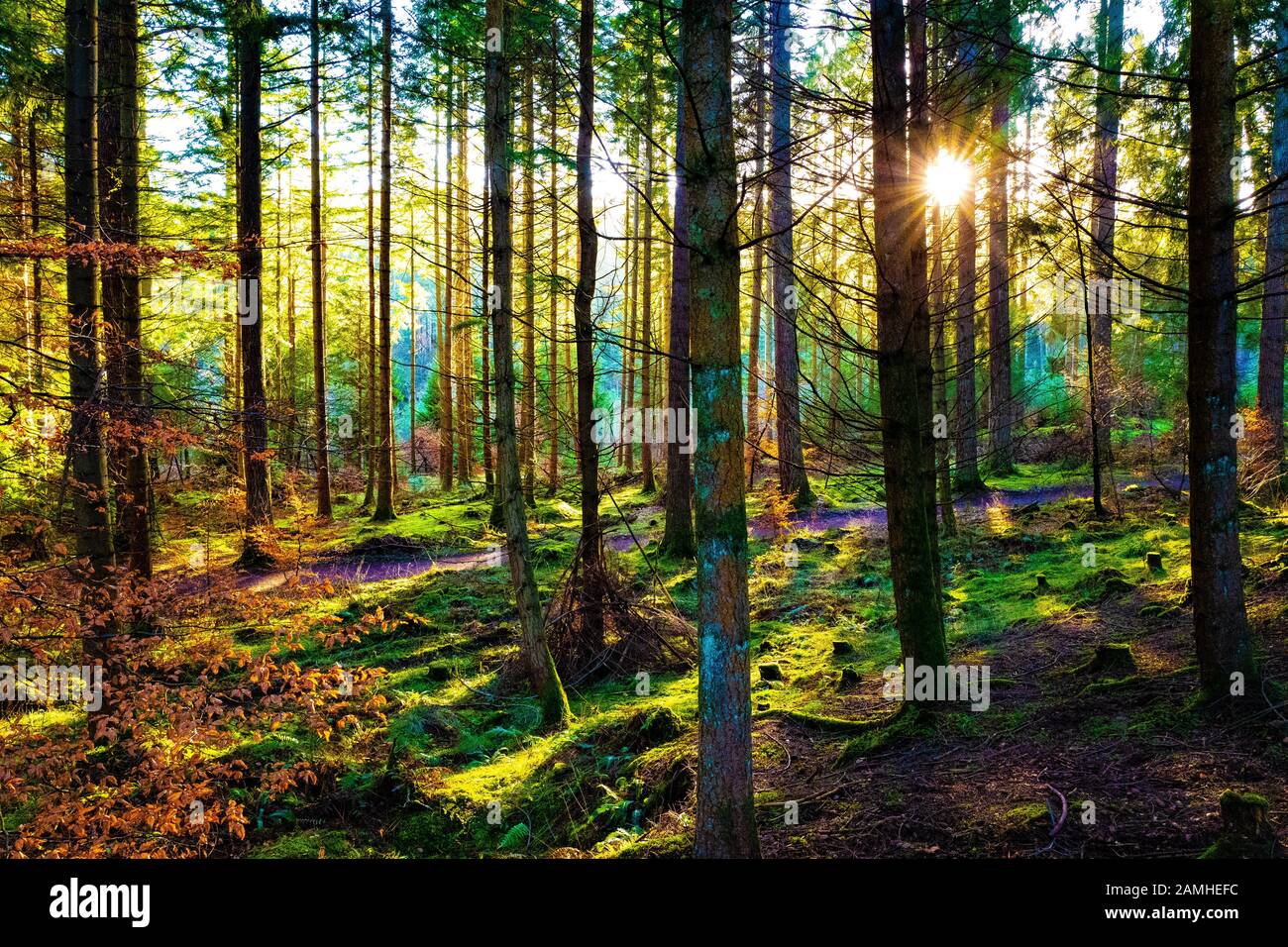 Craigvinean forest hi-res stock photography and images - Alamy