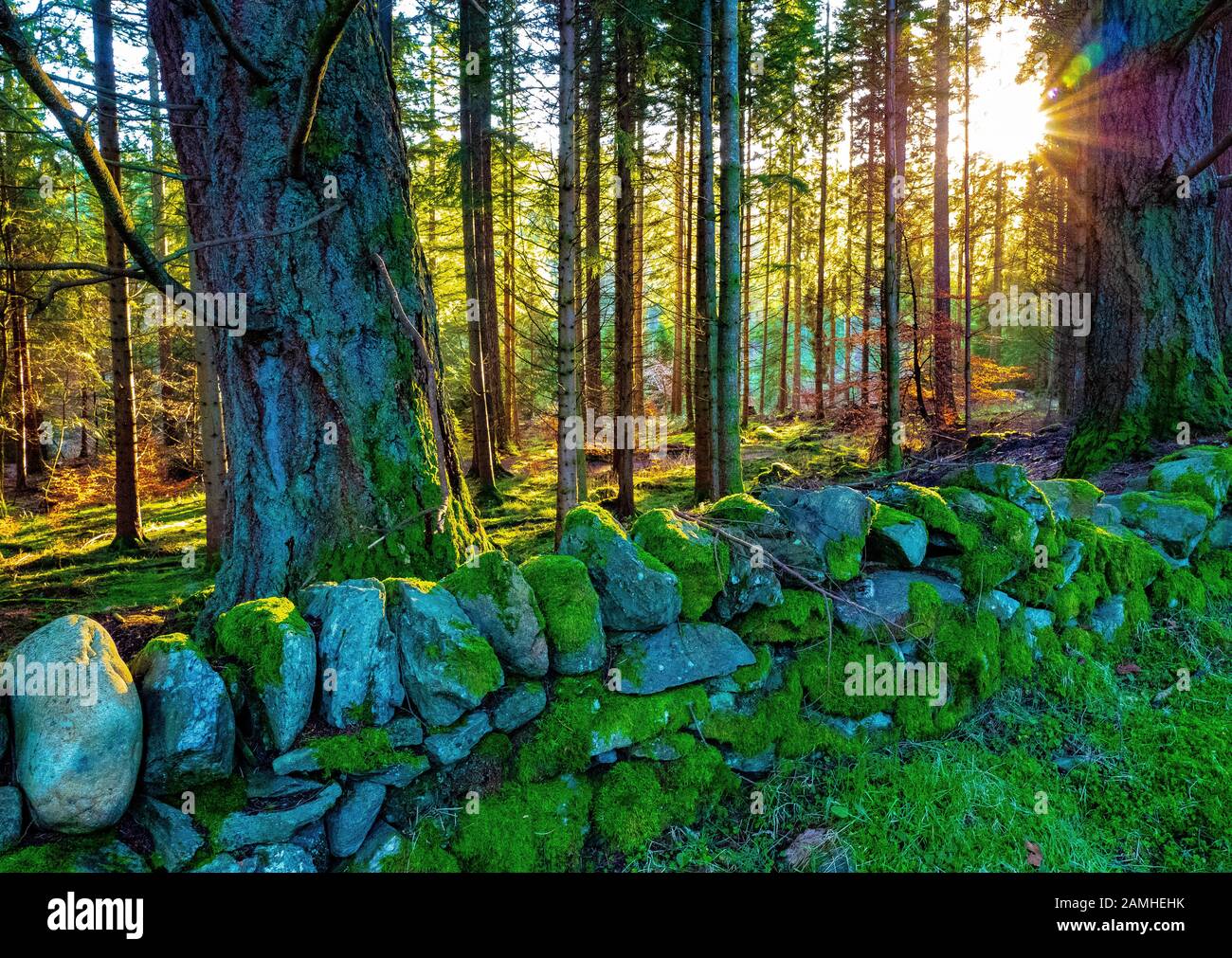 Craigvinean forest hires stock photography and images Alamy