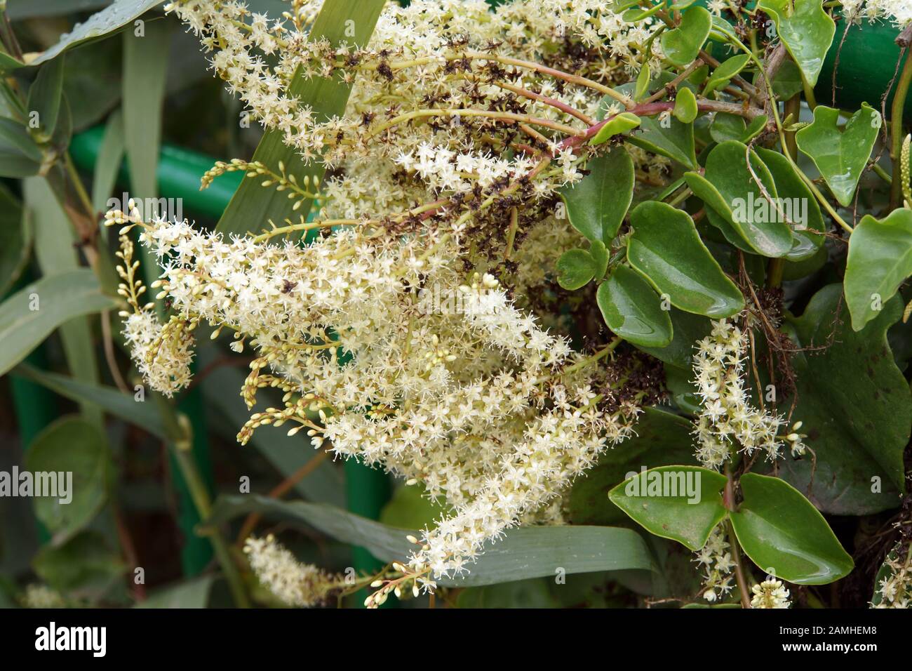 Stechwinde hires stock photography and images Alamy