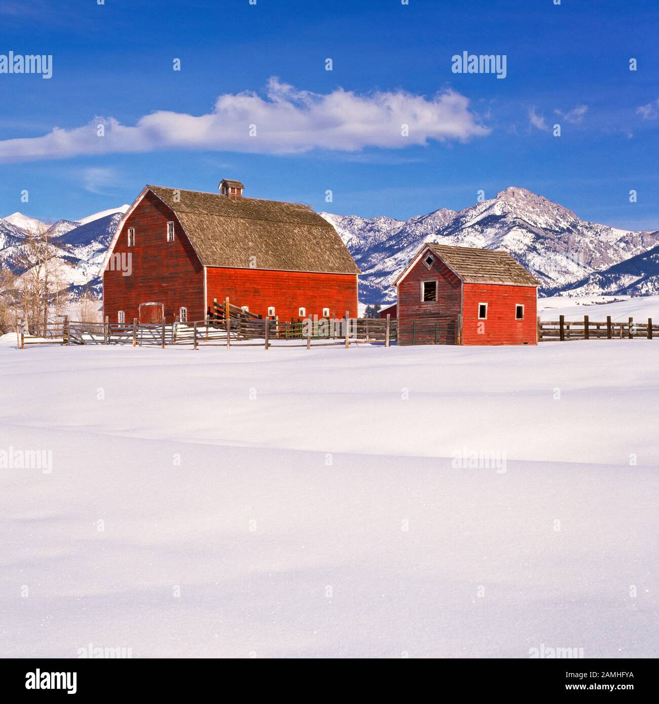 red barns and snow below the bridger mountains near belgrade, montana
