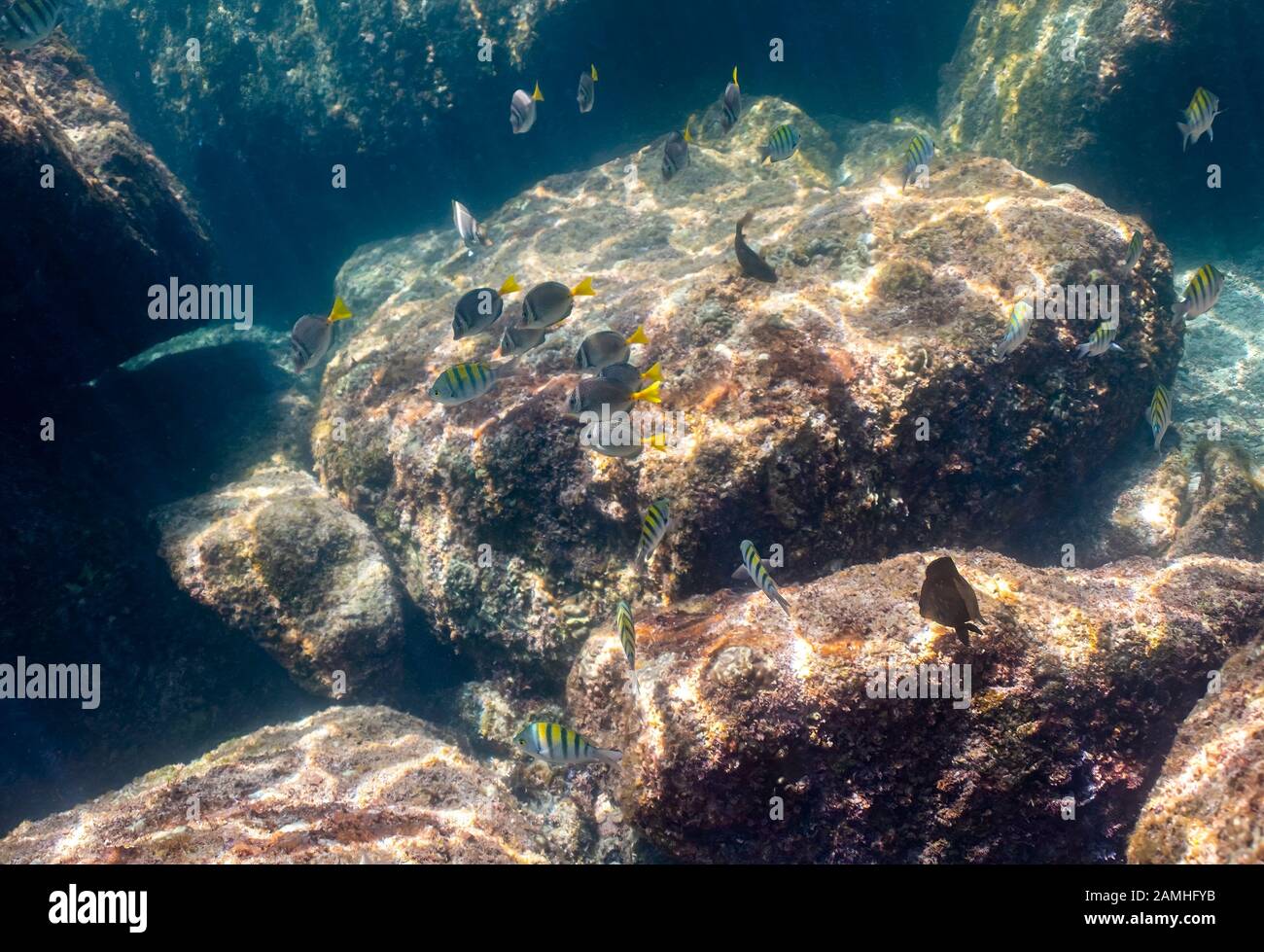 A school of reef fish including Panamic Sergeant Major (Abudefduf troschelii) and Yellowtail Surgeonfish (Prionurus punctatu) in the Sea of Cortez (Gu Stock Photo