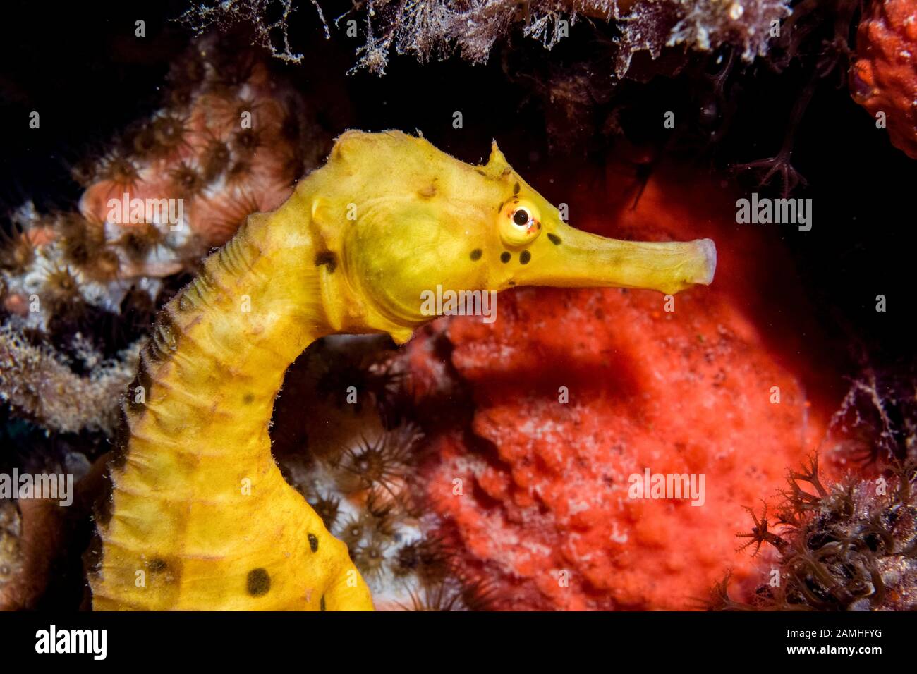 big-belly seahorse, Hippocampus abdominalis, Port Phillip Bay, Melbourne, Victoria, Australia Stock Photo