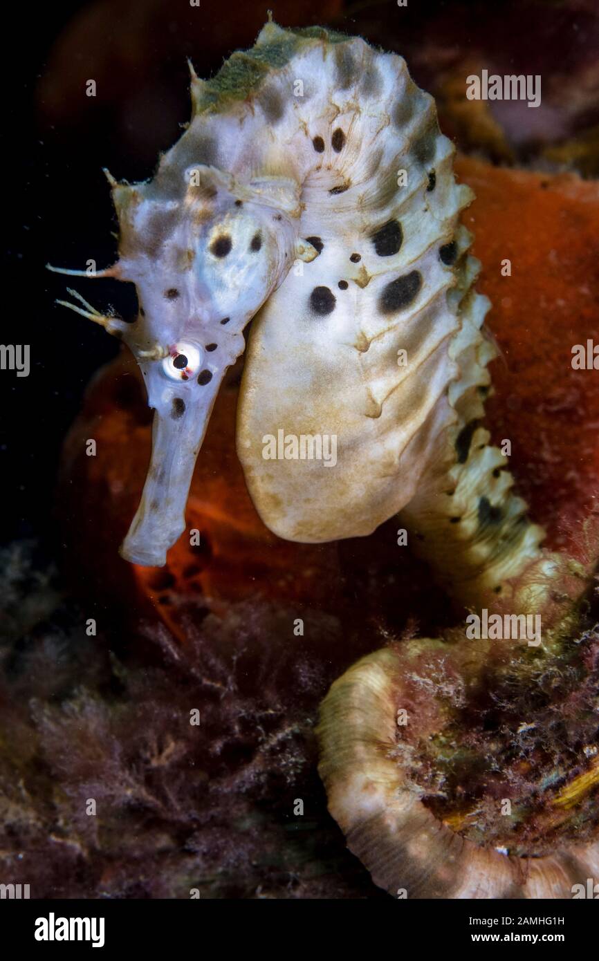 big-belly seahorse, Hippocampus abdominalis, Port Phillip Bay, Melbourne, Victoria, Australia Stock Photo