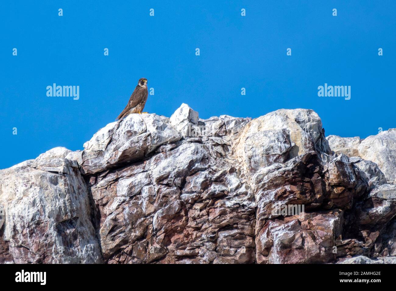 Swashed Cliff A Peregrine Falcon (Falco peregrinus) perches on a white washed cliff ...
