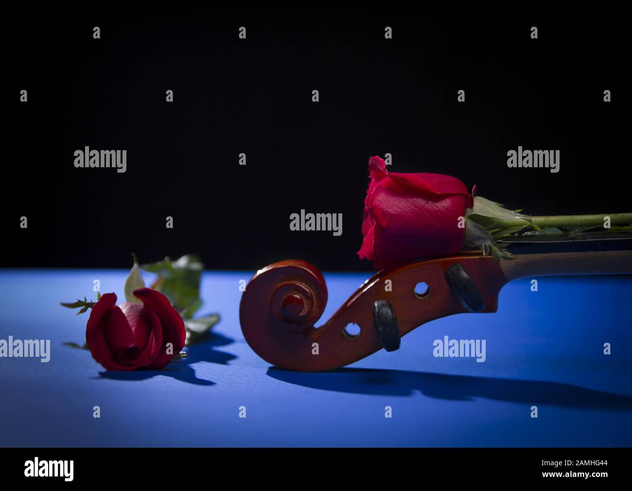 red rose in blue black background .romantic flower saint valentines day