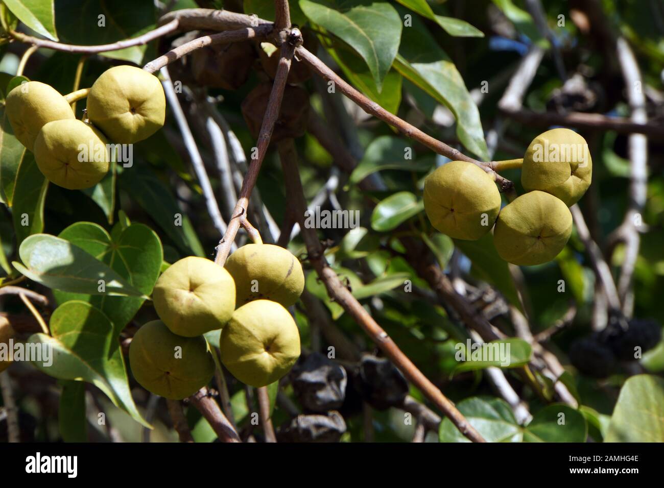 Portiabaum (Thespesia populnea, Hibiscus populneus) Küstenhibiskus, Tropeneibisch, Pappelblättriger Eibisch, Stock Photo