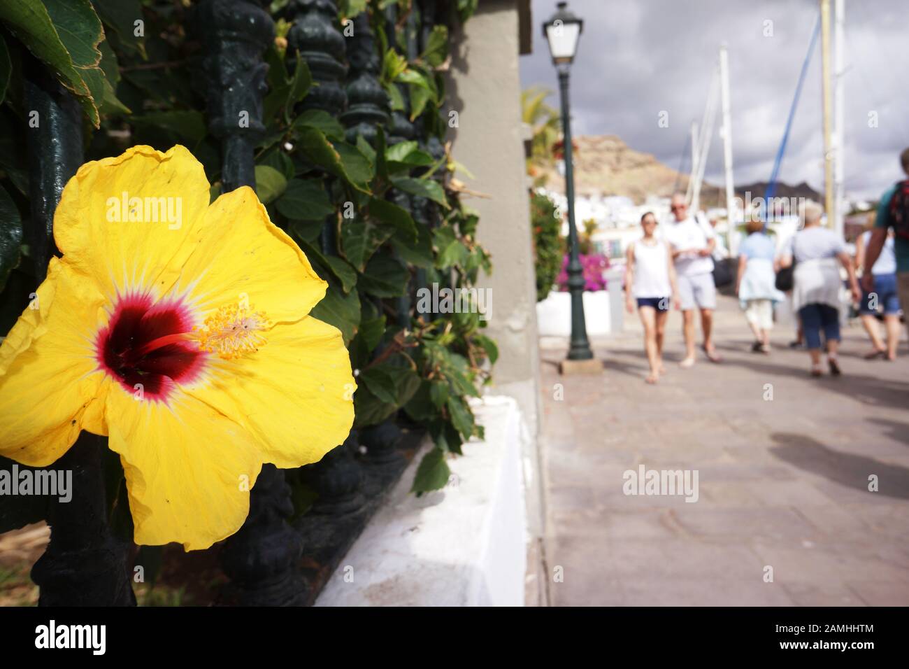 Chinesischer Roseneibisch (Hibiscus rosa-sinensis), gelbe Hibiskusbluete an der neuen Marina, Puerto de Mogan, Gran Canaria, Kanaren, Spanien Stock Photo